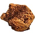 Little Loyals Premium Heather Tree Wood Dog Chew, X-Large