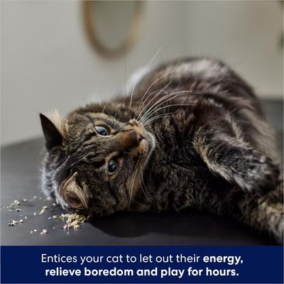 Show full view: Frisco Natural Catnip, 1.25-oz slide 5 of 9