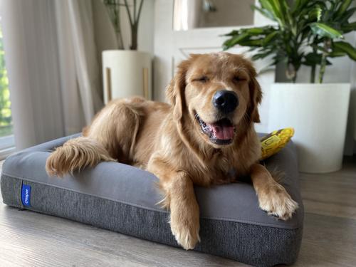 Show full view: Casper Bolster Dog Bed, Gray, Small slide 8 of 10