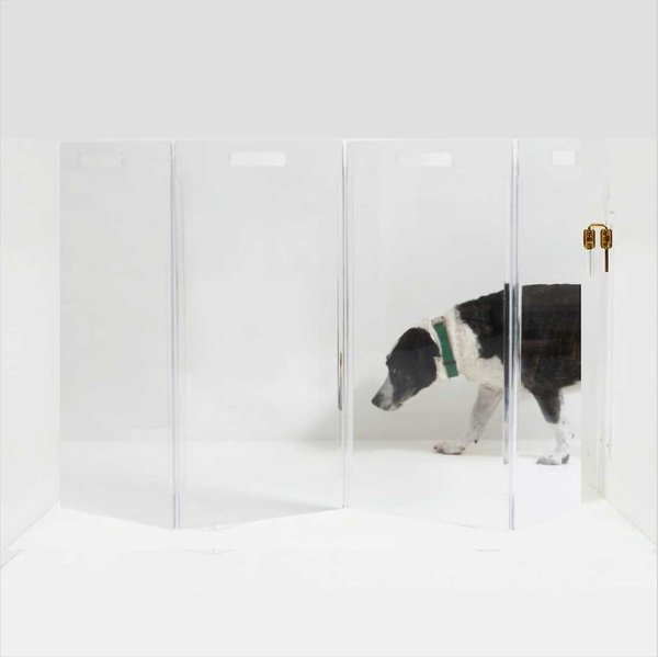 Discontinued HIDDIN Clear View Zig Zag Wall Mounted Dog Gate, Clear, Gold, 4Panel