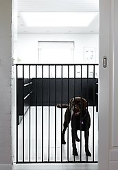 Scandinavian Pet Streamline Extra Tall Wall Mounted Dog Gate, Black