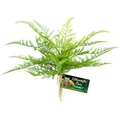 Zoo Med Naturalistic Flora Lace Fern Artificial Plant