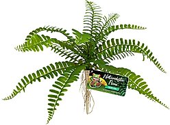 Zoo Med Naturalistic Flora Sword Fern Artificial Plant