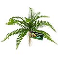 Zoo Med Naturalistic Flora Sword Fern Artificial Plant