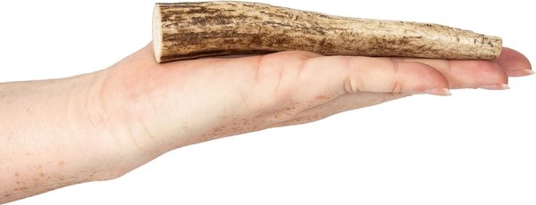 K9warehouse Elk Antlers Small Whole Dog Chew Treat slide 1 of 5