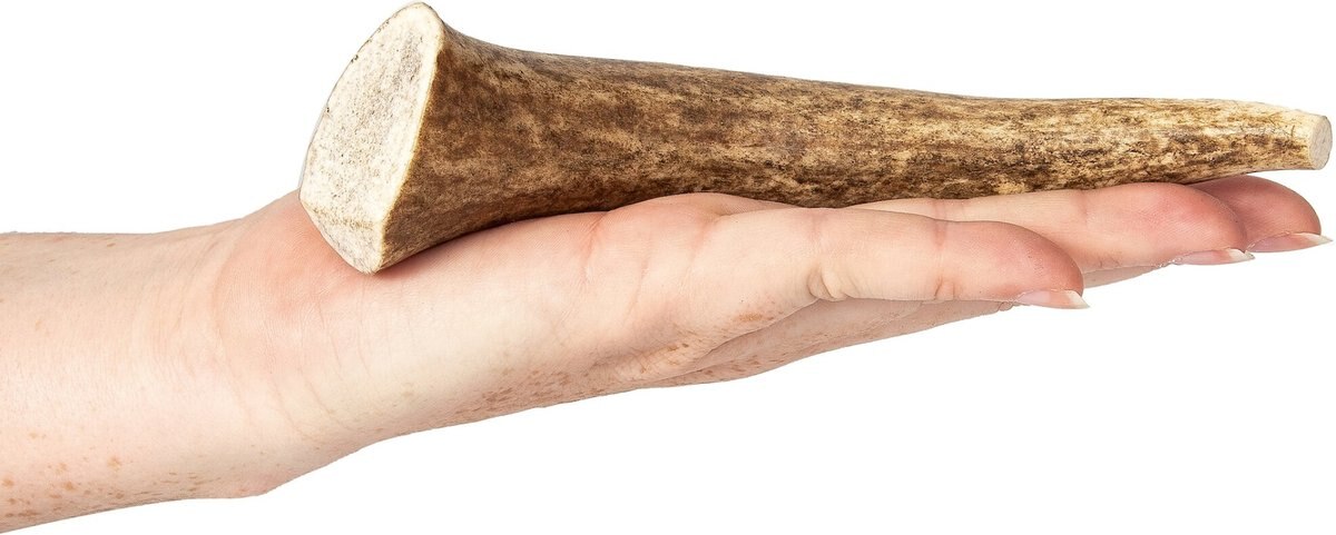 K9warehouse Elk Antlers Small Whole Dog Chew Treat