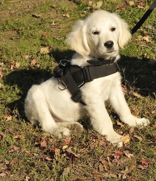 Dt dog outlet harness