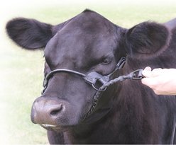Sullivan Supply 1st Class Show Farm Animal Halter, Black, 750-1,200-lbs