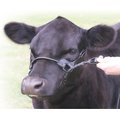 Sullivan Supply 1st Class Show Farm Animal Halter, Black, 750-1,200-lbs