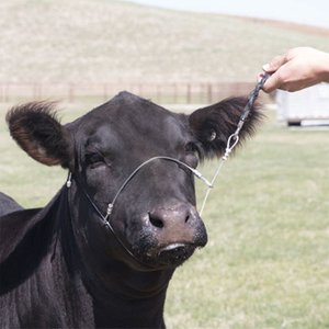 Sullivan Supply Emergency Brake Calf Farm Animal Cable Halter