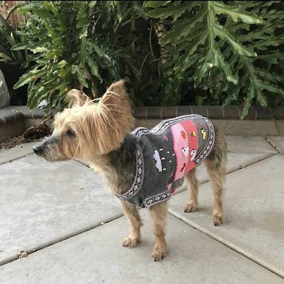 Show full view: Peruvian Accent Dog Sweater, Gray & Pink, 2 slide 3 of 9