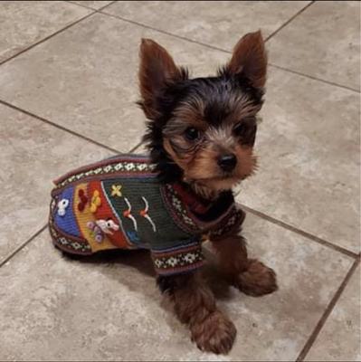 Show full view: Peruvian Accent Dog Sweater, Military Green, X0 slide 4 of 10