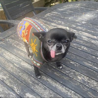 Show full view: Peruvian Accent Dog Sweater, Military Green, X0 slide 6 of 10