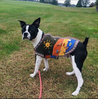 Show full view: Peruvian Accent Dog Sweater, Military Green, X0 slide 7 of 10