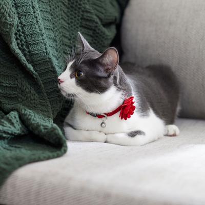 Show full view: Frisco Velvet Cat Collar, Red, 8 to 12-in neck, 3/8-in wide slide 3 of 5