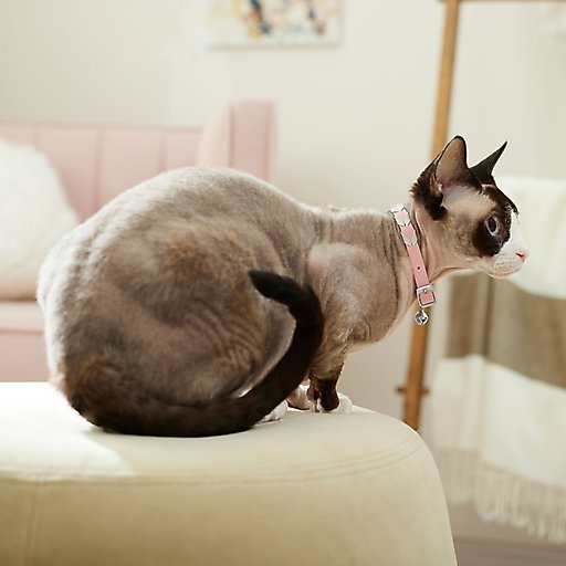 Frisco Faux Leather Cat Collar, Pink, 8 to 12-in neck, 3/8-in wide