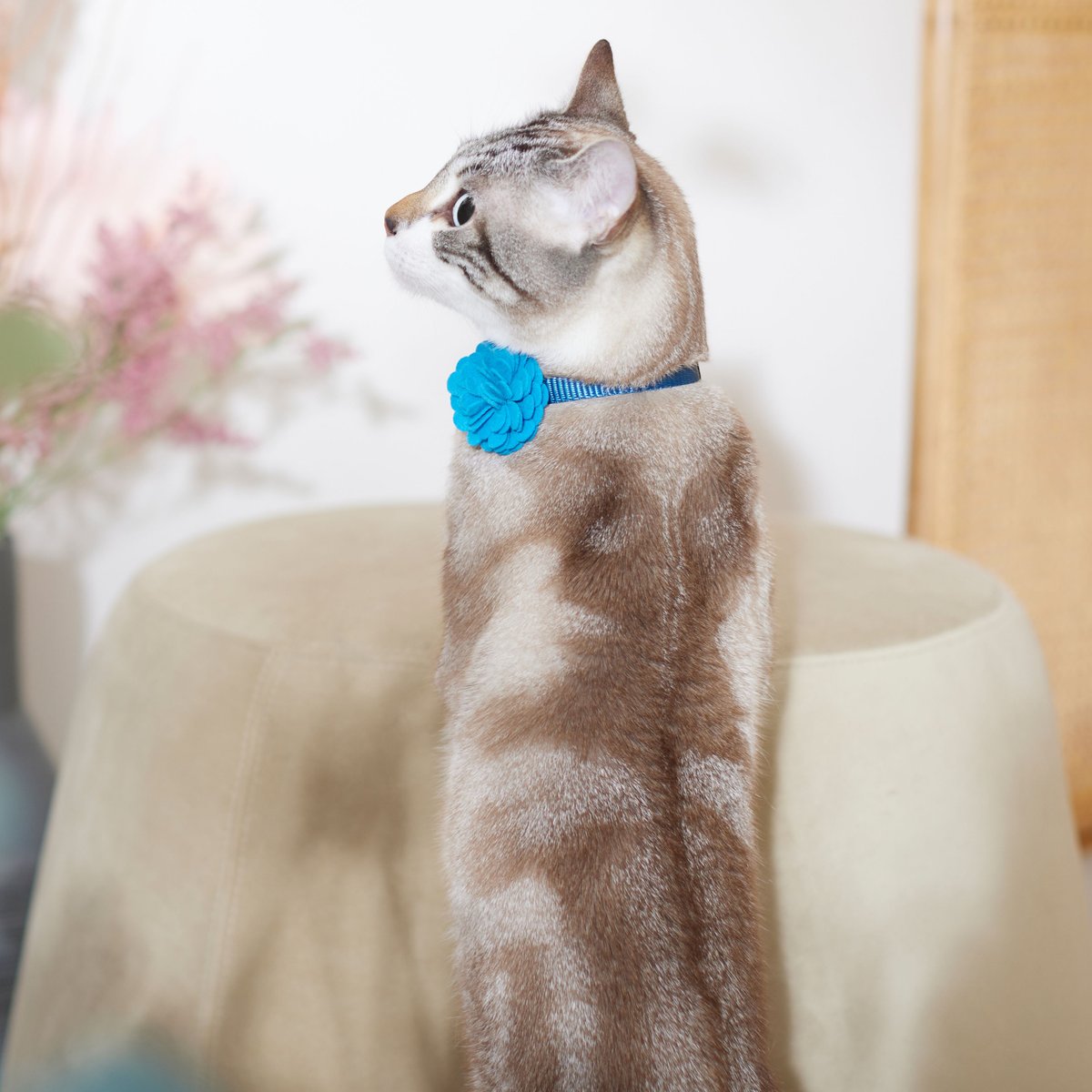 Frisco Felt Flower Cat Collar