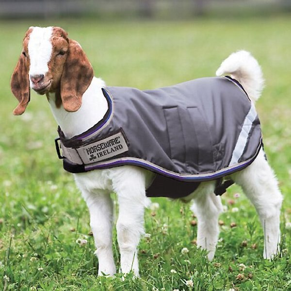 10 Best Turnout Blankets for Horses 2024 According to Reviews Chewy