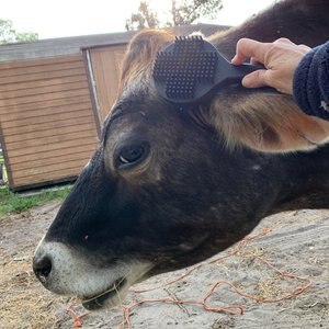 Curry on a Stik Horse & Dog Grooming Brush