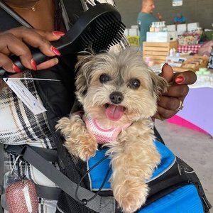 Curry on a Stik Horse & Dog Grooming Brush