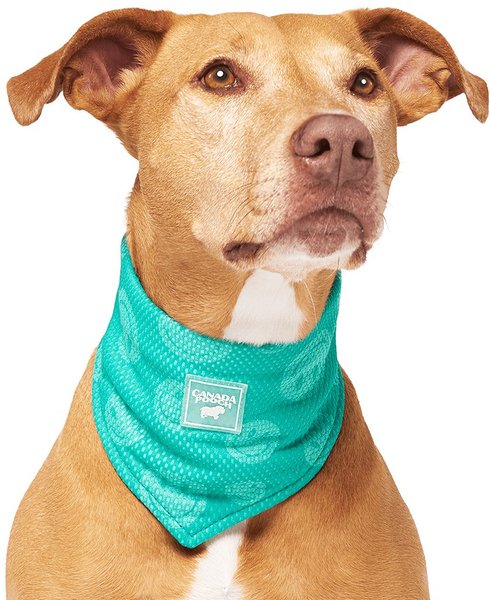 Canada Pooch Wet Reveal Smiley Cooling Dog Bandana, Medium