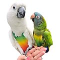 Avian Fashions FeatherWear FlightSuit Bird Diaper, Rainbow, X-Large, 12