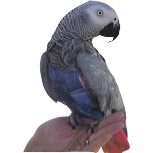 Avian Fashions FeatherWear FlightSuit Bird Diaper, Denim, Medium(5)