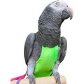 Avian Fashions FeatherWear FlightSuit Bird Diaper, Green, Small(4)