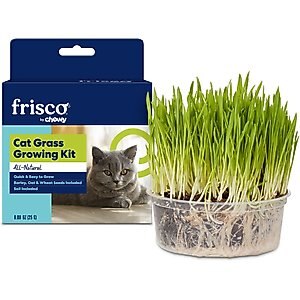 New harvested cat grass 1oz/approx 800 seeds Kit Green including growing guide 