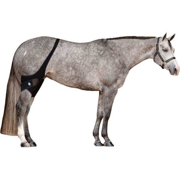ICE HORSE Horse Stifle Wrap, 2 count