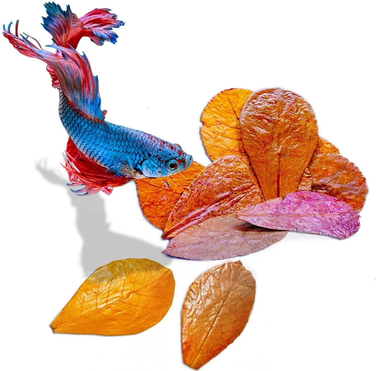 almond leaves for goldfish