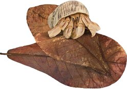 SunGrow Hermit Crab & Snail Catappa Leaves, Dried Treat & Mineral Supplement, 10 count