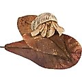 SunGrow Hermit Crab & Snail Catappa Leaves, Dried Treat & Mineral Supplement, 10 count