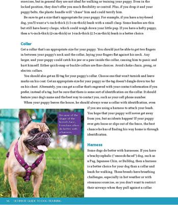 Show full view: Ultimate Guide to Dog Training: Puppy Training to Advanced Techniques slide 3 of 8