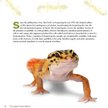 Leopard Gecko Manual