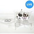 Symton Dubia Roaches Reptile Food, 50 count, Small