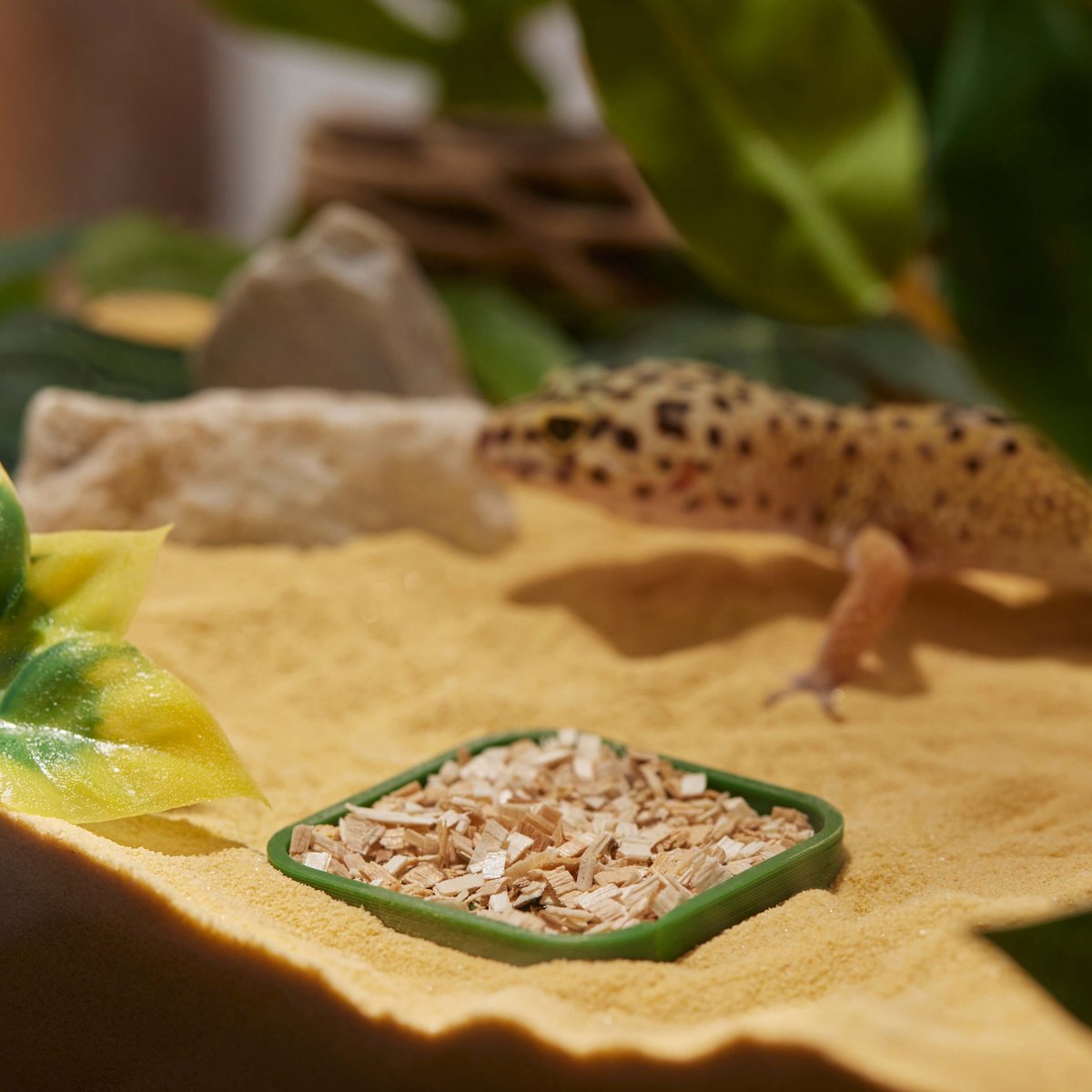 Stroodies Leopard Geckos LitterBox