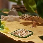 Leaf Green