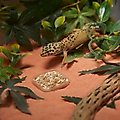 Stroodies Leopard Geckos LitterBox, Glowing FireFly, 2-in