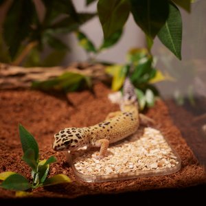 Stroodies Leopard Geckos LitterBox, Clear, 4-in