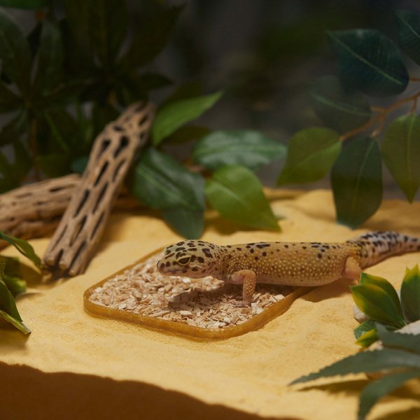 Stroodies Leopard Geckos LitterBox, Shining Gold, 4-in slide 1 of 4