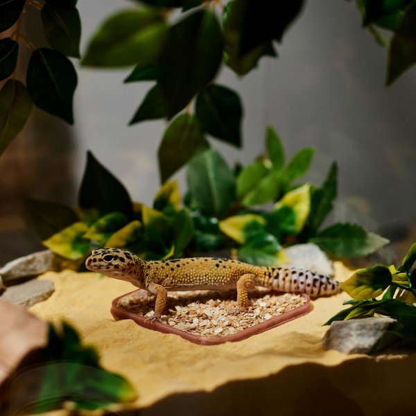 Stroodies Leopard Geckos LitterBox, Rose Gold, 4-in slide 1 of 4