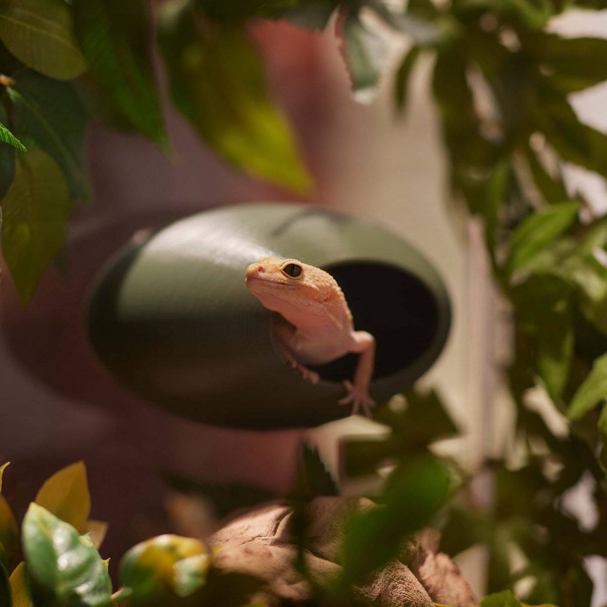 Stroodies MagLoft Magnetic BubbleLoft Gecko Hideout