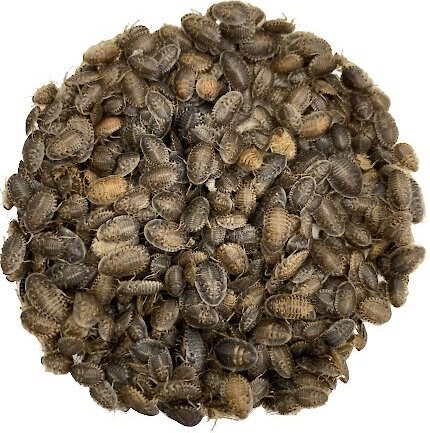 ABDragons Live Dubia Roaches Reptile, Bird, Fish & Small Pet Food, Small, 100 count