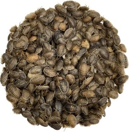 ABDragons Live Dubia Roaches Reptile, Bird, Fish & Small Pet Food, Small, 100 count