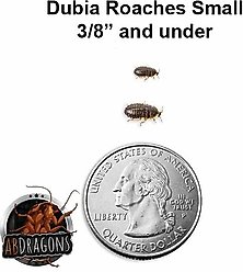 ABDragons Live Dubia Roaches Reptile, Bird, Fish & Small Pet Food, Small, 200 count slide 2 of 9