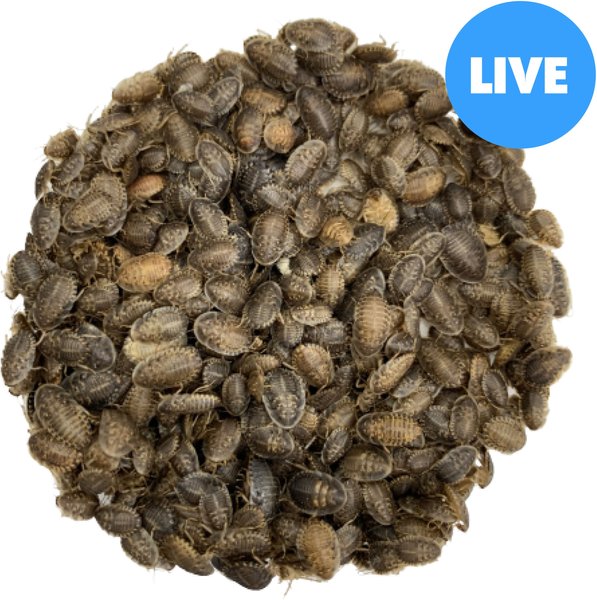 ABDragons Live Dubia Roaches Reptile, Bird, Fish & Small Pet Food, Small, 500 count slide 1 of 9
