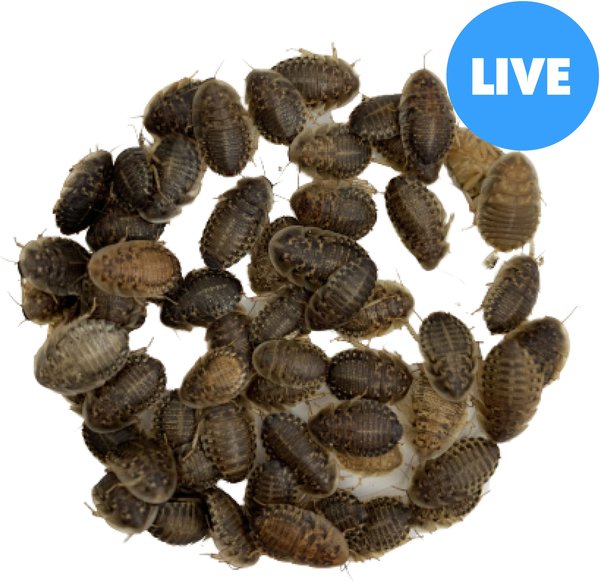 ABDragons Live Dubia Roaches Reptile, Bird, Fish & Small Pet Food, Medium, 100 count slide 1 of 9