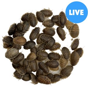 ABDragons Live Dubia Roaches Reptile, Bird, Fish & Small Pet Food, Medium, 100 count