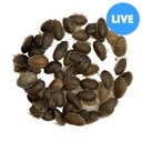 ABDragons Medium Dubia Roaches Small Pet & Reptile Food, Medium, 100 count